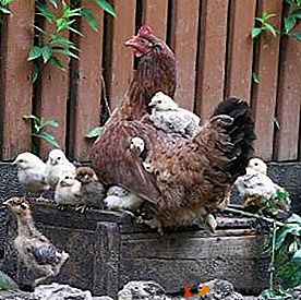 Ce este salpingita la păsările de curte și de ce apare infestația oviductă la găinile ouătoare?