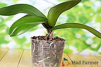 Kaj je substrat in ki je najboljši za orhideje?