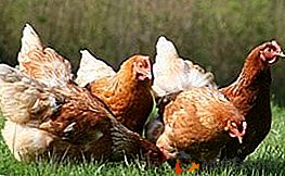 Jaká je kokcidióza u kuřat? Její příznaky, léčba a prevence