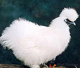 Criações maravilhosas da natureza - galinhas de seda pigmeu