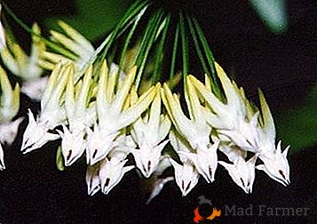 Magnifique fleur "Hoya Multiflora"