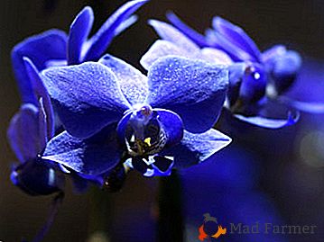Um milagre da natureza ou o trabalho de mãos habilidosas? Tudo sobre orquídeas azuis e azuis