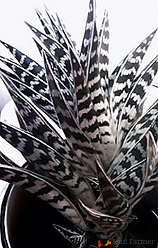 Planta milagrosa Aloe abigarrado (tigre)