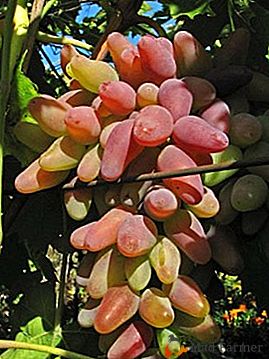 Черно, розово и бяло - разнообразие от грозде "Оригинал"