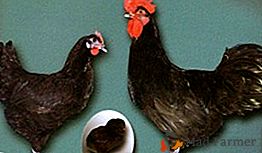 Црно-бело кино на вашој фарми је раса пилића Пантсиревскаиа