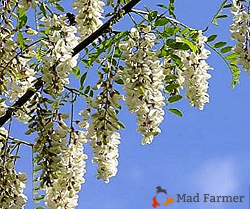 La floraison d'acacia est toujours la manifestation attendue d'un miracle, que vous voulez répéter plusieurs fois
