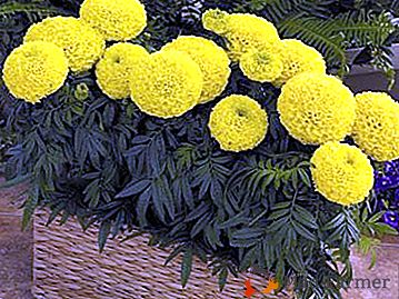 Kvety marigolds, ako správne vykonávať výsadbu a starostlivosť v domácnosti a na otvorenom priestranstve?