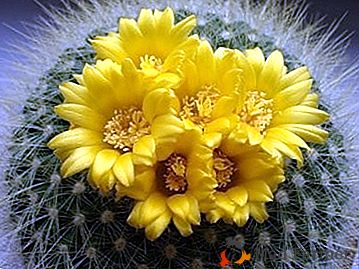 Kwiaty kaktusa Parodia, jak mały bukiet na nodze