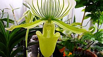 Floarea zeiței - pantoful Orchid Venus