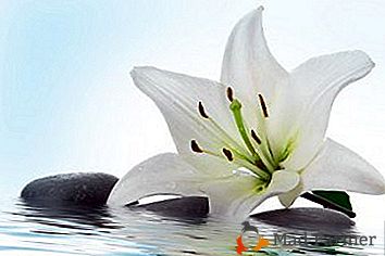 Квітка Діви Марії - кімнатна Біла Лілія