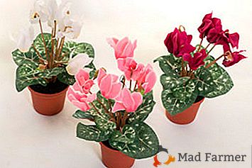 Una flor de extraordinaria belleza es el ciclamen. Cultivo y cuidado en el hogar, así como recomendaciones para los jardineros