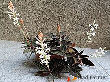 Flor con hojas "preciosas" - orquídea Ludisia