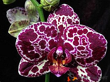Цвете с необичайно оцветяване - орхидея Дива котка. Описание, снимки на растения, особености на грижите