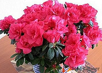 Blooming Azalia - um bouquet exuberante em um vaso de flores!