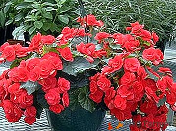 Begonia floreciente - la reina de las plantas de interior