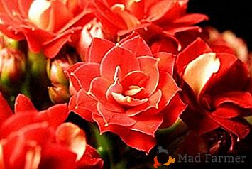 Kvetoucí Kalanchoe přestala potěšit své pupeny: jak vyrábět květiny?