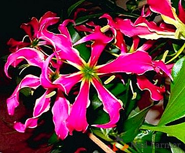 Floreciente perenne con tubérculos venenosos "Gloriosa": fotos y cuidados en el hogar