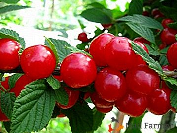 Beauté décorative et sans prétention - variétés de cerises princesse feutre