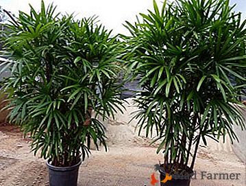Dekoracyjna palma Rapis to doskonałe rozwiązanie dla domu i biura!