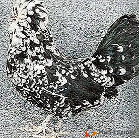 Raça decorativa com uma história rica - as galinhas de Gudan