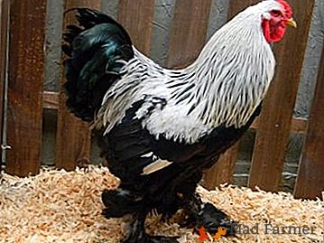 Pollos decorativos de huevo y razas de carne Brama negro