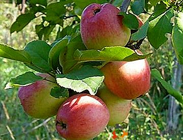 Dekoratívne jablone s lahodným ovocím - slnečný svit