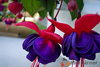 Dekorativni cvijet fuksija na prozoru! Fotografija, sadnja i skrb