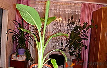 Decorative "gigant" pitic - Banana Pygmy