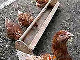 Hacemos comederos para pollo con nuestras propias manos: plástico, búnker, madera
