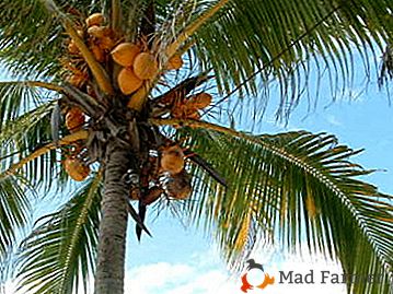 Дерево кокосова пальма - дерево, яке внесе тепло тропіків в ваш дім!