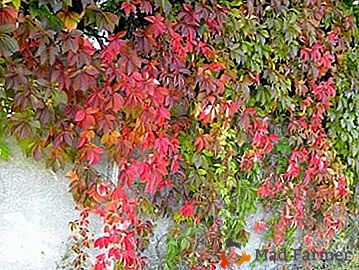 Maiden Grapes - Parthenocissus: fotos y consejos para crecer