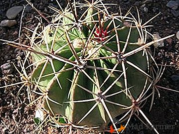 "Wild" druh kaktusu v Kalifornii it - Ferocactus