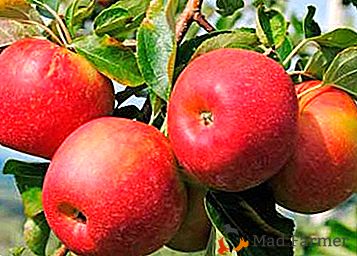 Детето на популярни родители е ябълковото дърво на Джонаголд