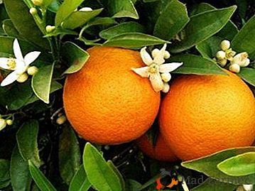 Uma criança de luz e calor - como cultivar uma laranja a partir de um osso em casa, como plantar, como plantar, como cuidar?