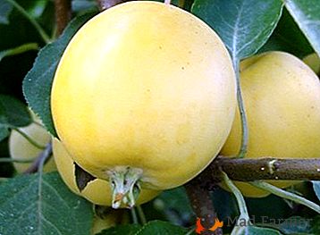 Skvelá jablková odroda s medovou korenistou chuťou - Uralsky