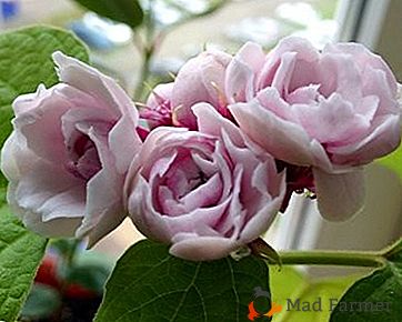 Splendida bellezza floreale - Clerodendrum filippina: foto e consigli per la cura