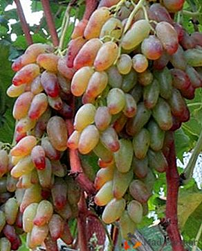 Pour le gazebo et à la table, choisissez les raisins "Zagrava"