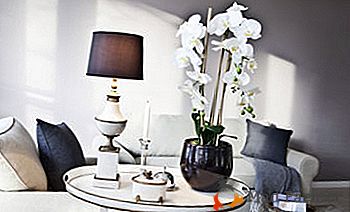 Adicionar refinamentos ao interior: uma orquídea em um vaso de vidro, um frasco e outros recipientes