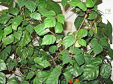Домаћа биљка "Бирцх" (Роициссус): кућна њега, фотографија, користи и штета цвета