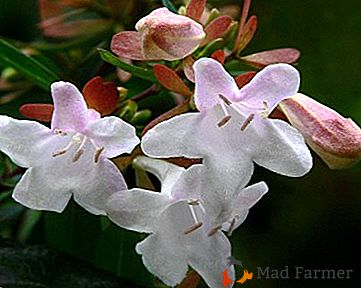Versiunea de origine a "infloritului" înflorit - abelia cu flori mari