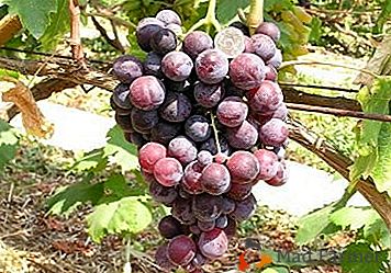 Estimado invitado en la mesa festiva - uvas "Cardenal"