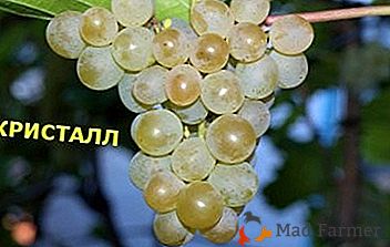 Postizanje mađarskih uzgajivača - sorta grožđa "Crystal"