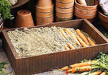 Un moyen abordable de stocker des carottes dans la sciure de bois. Instructions détaillées, avantages et inconvénients de la technologie