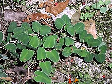 Plante ancienne au décor moderne - Peleya à feuilles rondes: photo et description