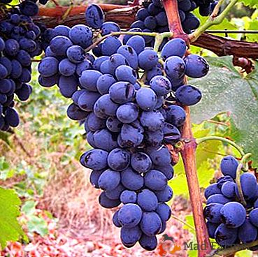 Starożytna gruzińska odmiana winogronowa "Saperavi"