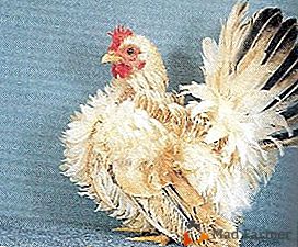 Antica razza decorativa dall'aspetto originale - polli Chabo