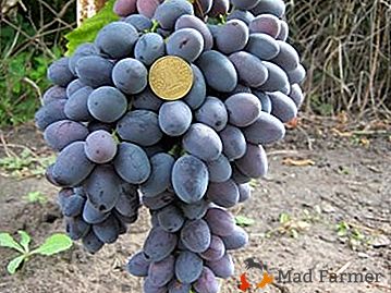 Приятно и силно грозде "Атаман Павлиук" - нов сортиране на таблицата