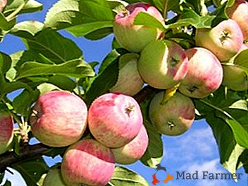 Eficaz y popular variedad de manzana enana Sokolovsky