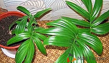 Liane efficace avec de grandes feuilles - Rafidophora: photos et conseils de soins