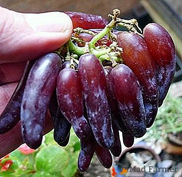 Variedad efectiva proviene de California: uvas "Brujas dedos"
